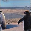 Happy Feet : photo George Miller