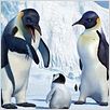 Happy Feet : photo George Miller