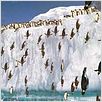 Happy Feet : photo George Miller