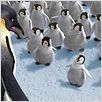 Happy Feet : photo George Miller