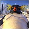 Happy Feet : photo George Miller