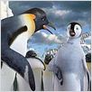 Happy Feet : photo George Miller