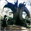 Pans Labyrinth : photo Guillermo del Toro, Ivana Baquero