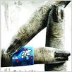 Scary Movie 4 : poster David Zucker