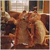 Garfield 2 : photo Tim Hill