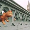 Garfield 2 : photo Tim Hill