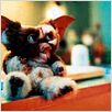 Gremlins 2 : photo Joe Dante