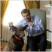 American Dreamz - Alles nur Show : photo Dennis Quaid, Paul Weitz