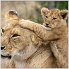 Animals In Love : photo Laurent Charbonnier
