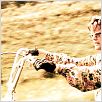 Easy Rider : photo Dennis Hopper