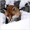 Der Fuchs und das Mädchen : photo Luc Jacquet