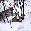 Der Fuchs und das Mädchen : photo Luc Jacquet