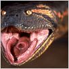 Anaconda : photo