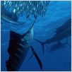 Unsere Erde - Der Film : photo Alastair Fothergill