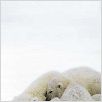 Unsere Erde - Der Film : photo Alastair Fothergill