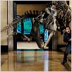 Nachts im Museum : photo Ben Stiller, Shawn Levy
