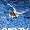 Crazy : poster