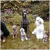 In tierischer Mission : photo