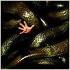 Anacondas – Die Jagd nach der Blut-Orchidee : poster