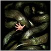Anacondas – Die Jagd nach der Blut-Orchidee : poster