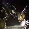Aliens Vs. Predator 2 : photo Colin Strause, Greg Strause