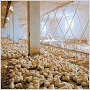 We Feed The World - Essen global : photo Erwin Wagenhofer