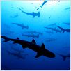 Sharkwater : photo Rob Stewart, Rob Stewart (III)