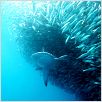 Sharkwater : photo Rob Stewart, Rob Stewart (III)