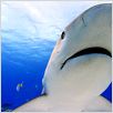 Sharkwater : photo Rob Stewart, Rob Stewart (III)