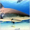Sharkwater : photo Rob Stewart, Rob Stewart (III)