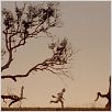 Wo die wilden Kerle wohnen : photo Max Records, Spike Jonze