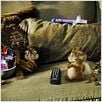 Alvin und die Chipmunks : photo Tim Hill