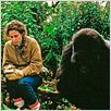 Gorillas im Nebel : photo Michael Apted, Sigourney Weaver