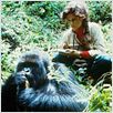 Gorillas im Nebel : photo Michael Apted, Sigourney Weaver