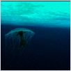 The Wild Blue Yonder : photo
