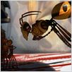 Antz – Was krabbelt da? : photo Eric Darnell