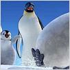 Happy Feet : photo George Miller