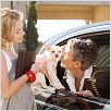 Beverly Hills Chihuahua : photo Jamie Lee Curtis, Piper Perabo, Raja Gosnell