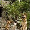 Beverly Hills Chihuahua : photo Raja Gosnell