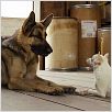 Beverly Hills Chihuahua : photo Raja Gosnell