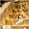 Beverly Hills Chihuahua : photo Raja Gosnell