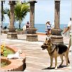 Beverly Hills Chihuahua : photo Raja Gosnell