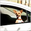 Beverly Hills Chihuahua : photo Raja Gosnell