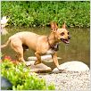 Beverly Hills Chihuahua : photo Raja Gosnell