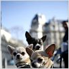 Beverly Hills Chihuahua : photo Raja Gosnell