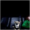 Beverly Hills Chihuahua : photo Raja Gosnell