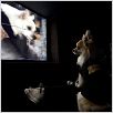 Beverly Hills Chihuahua : photo Raja Gosnell