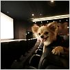 Beverly Hills Chihuahua : photo Raja Gosnell