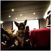 Beverly Hills Chihuahua : photo Raja Gosnell