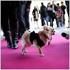 Beverly Hills Chihuahua : photo Raja Gosnell